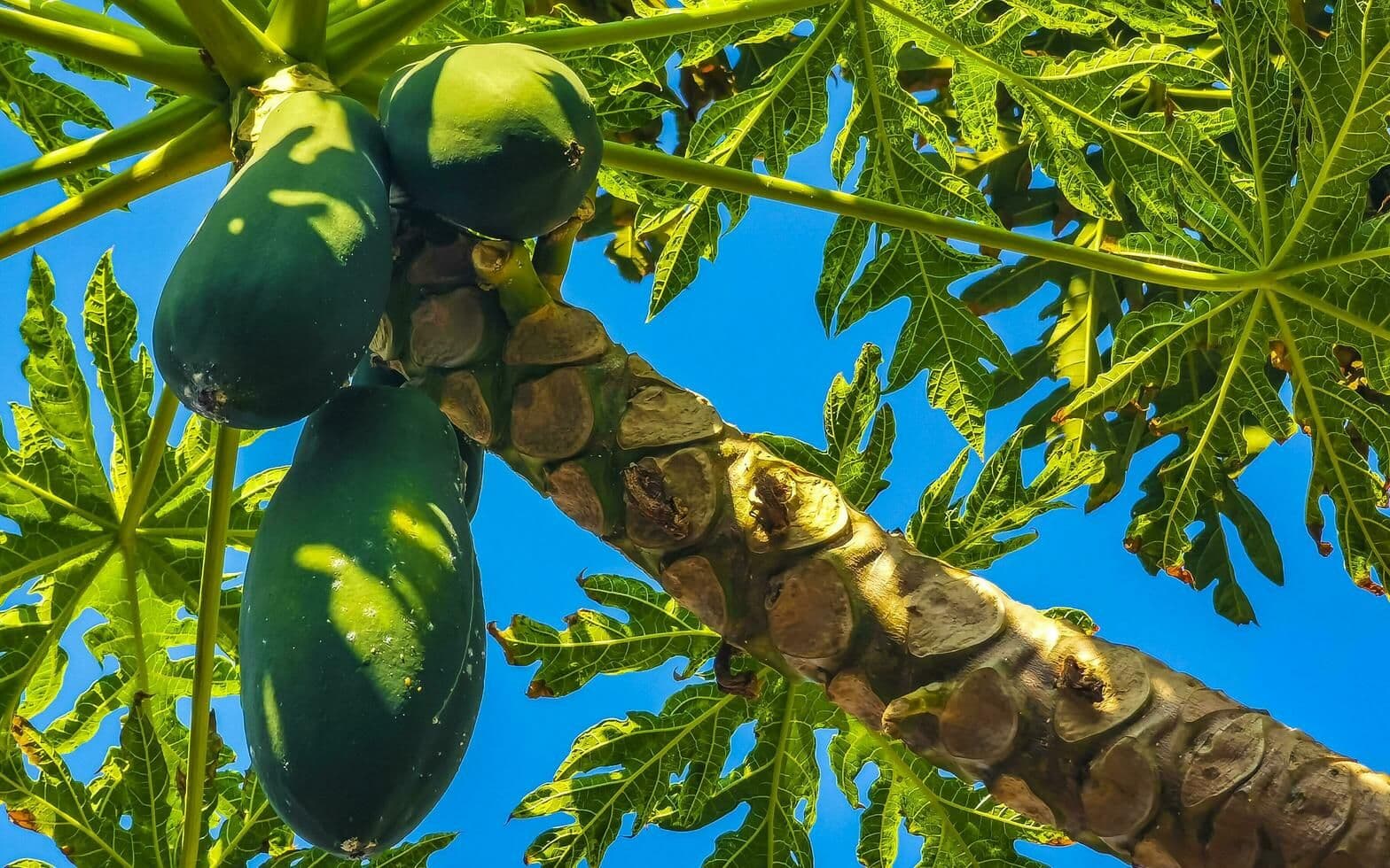 beautiful-papaya-tree-in-tropical-nature-in-puerto-escondido-mexico-free-photo.jpg