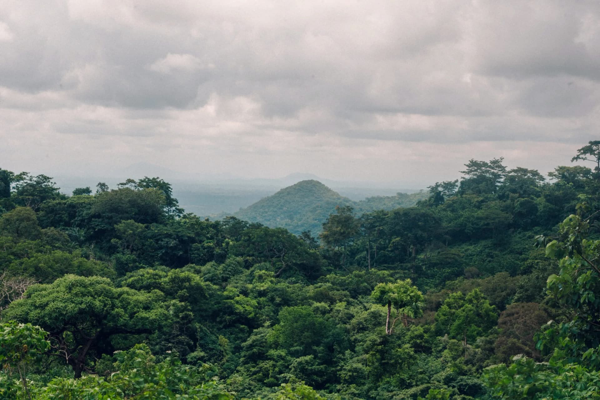 beautiful-scenery-green-tree-forest-cloudy-sky-scaled.webp