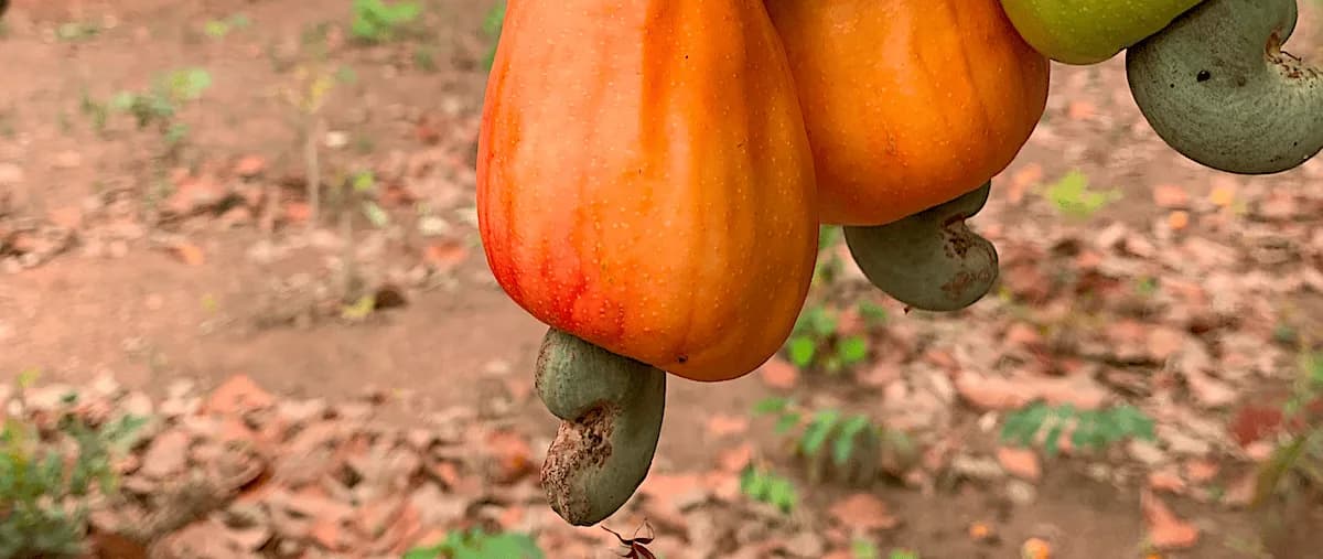 cashew-banner-1200x507.webp