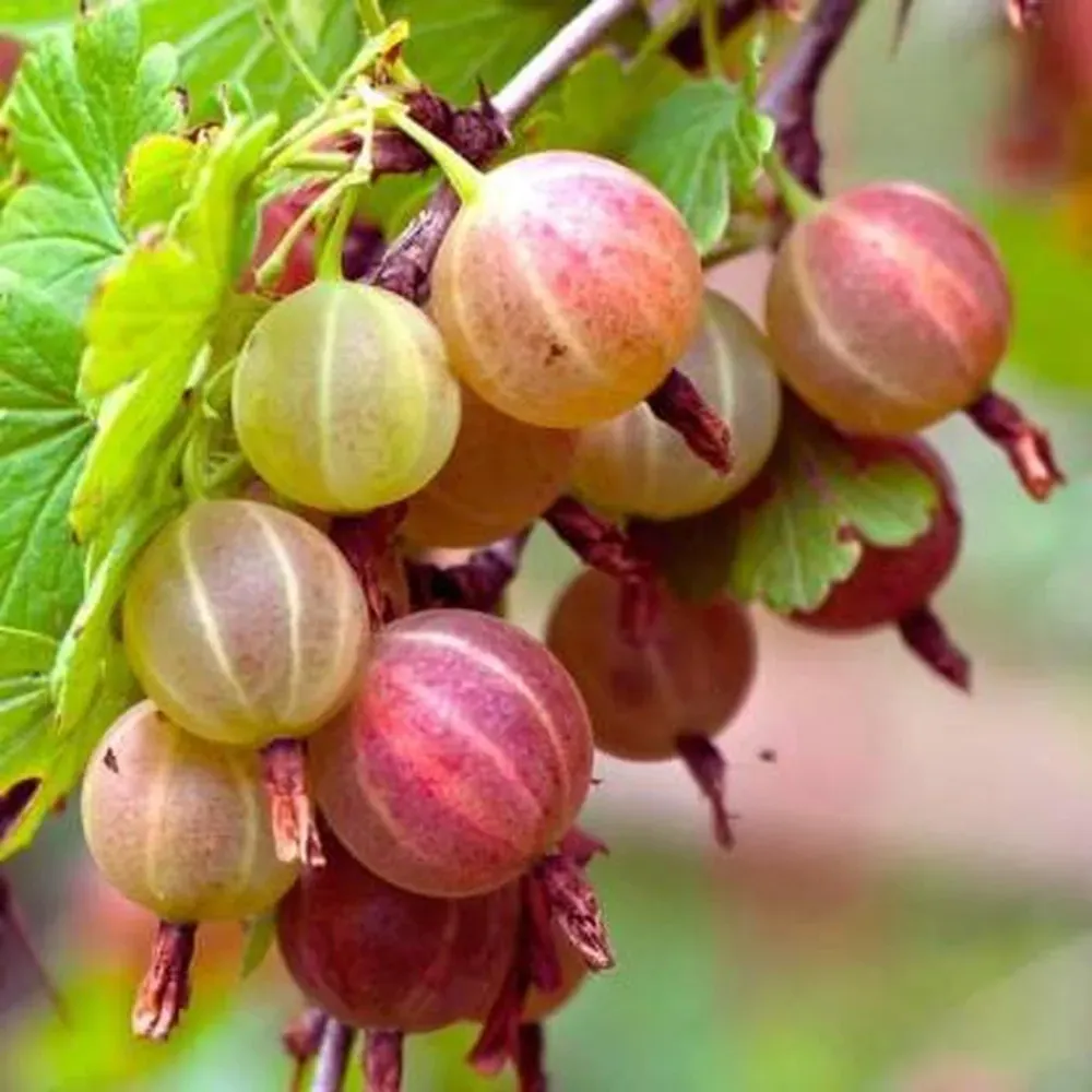 cloud-farm-hybrid-and-red-amla-plant-150-mm-cf16821-product-images-orvymwpdbb8-p602890511-0-202307021112.webp