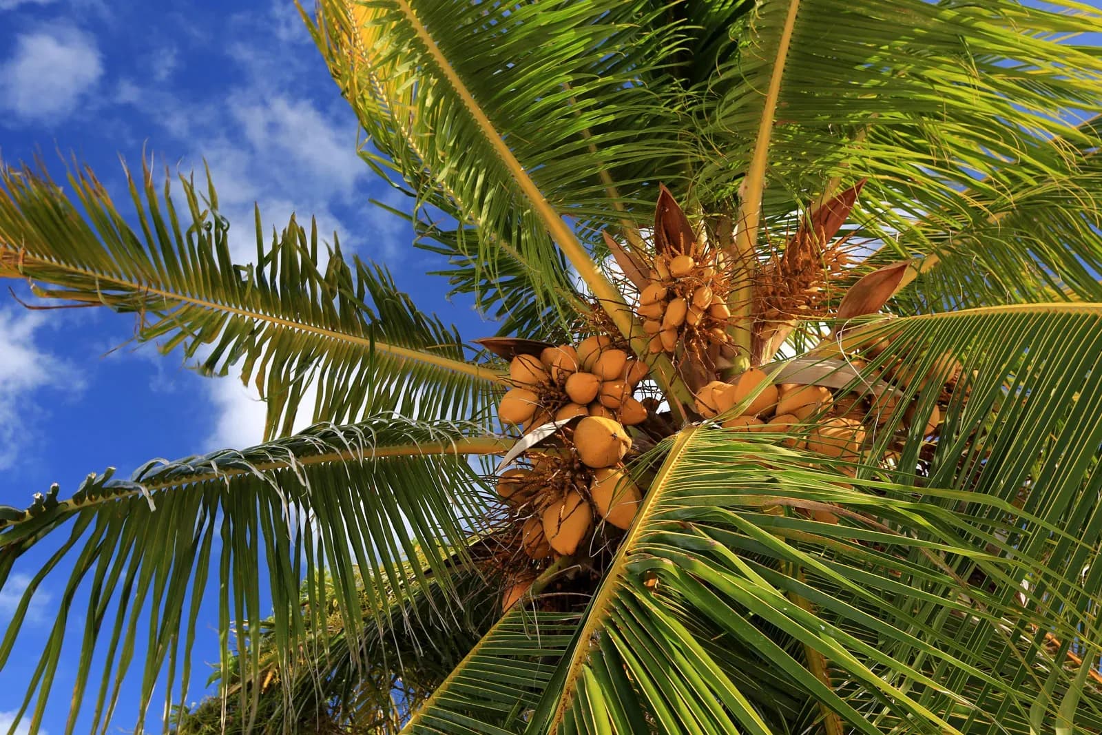 coconut-palm-tree-Christmas-Island-Kiribati.webp