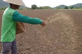 What is Afforestation