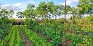 What is Afforestation