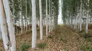 What is Afforestation