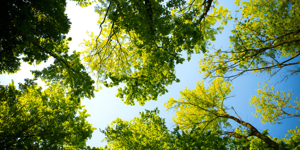 ecobio-article-5-1-1000x500.png