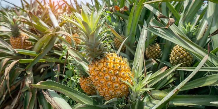 field-of-pineapple-plants.jpg