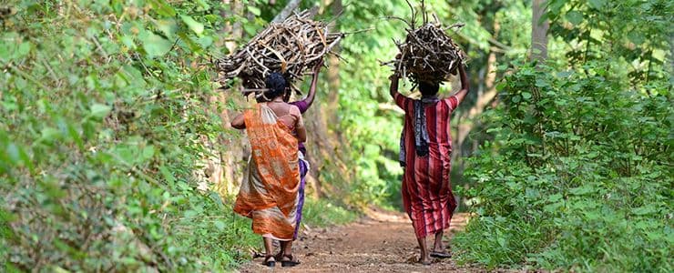 firewood-forest-new.jpg