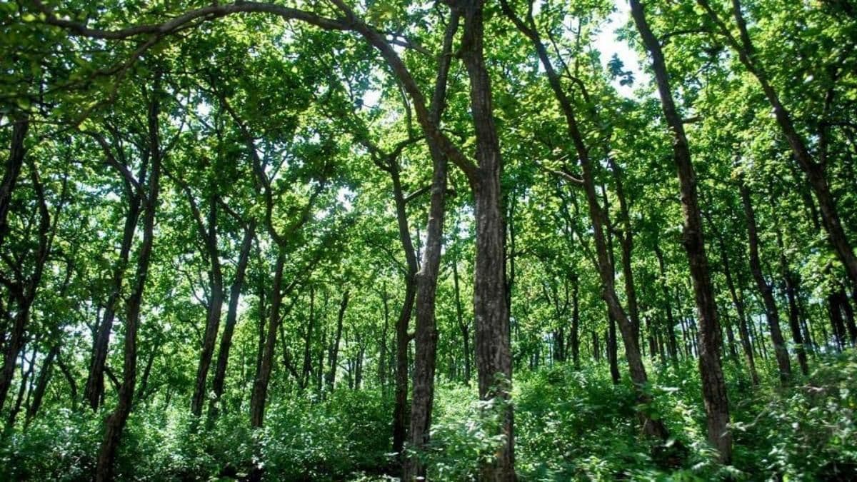 forest.jpeg