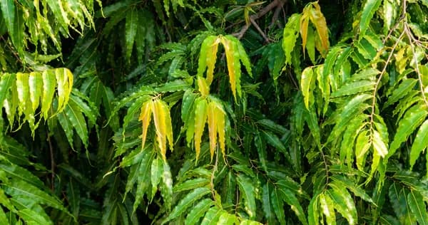 grow-billion-trees-ashoka-tree.webp