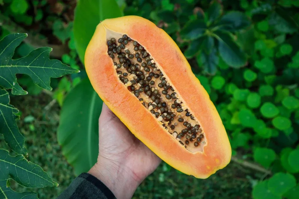 growing-papaya-1024x683.webp