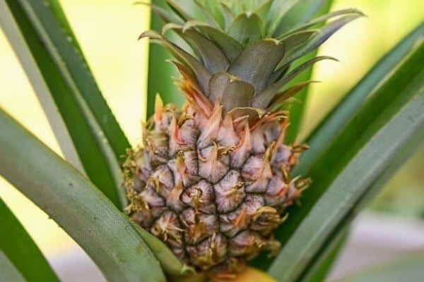 growing-pineapple-indoors.jpg