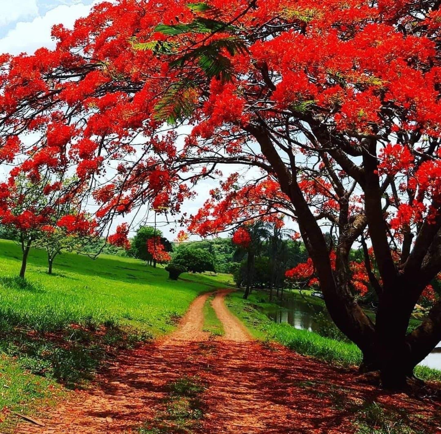 gulmohar-tree-plant.jpg