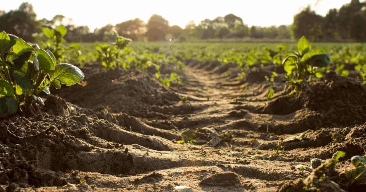 healthy-organically-fertilised-soil.webp