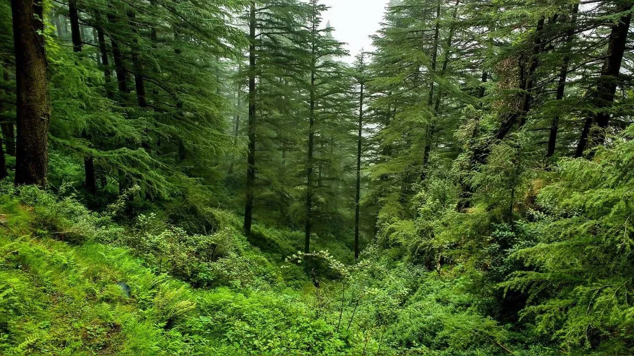 indian-forest.web