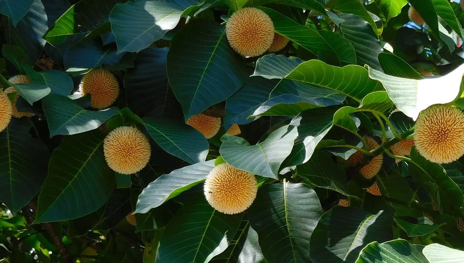 kadamba-tree-grow-billion-trees.webp