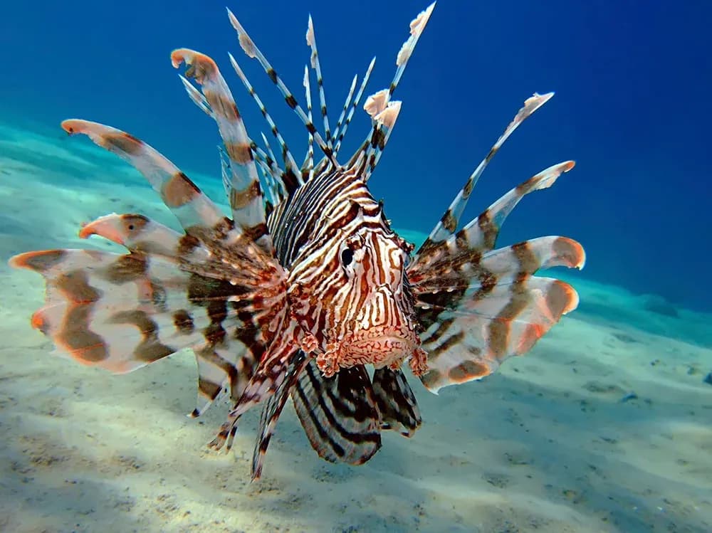 lionfish-1-big.webp