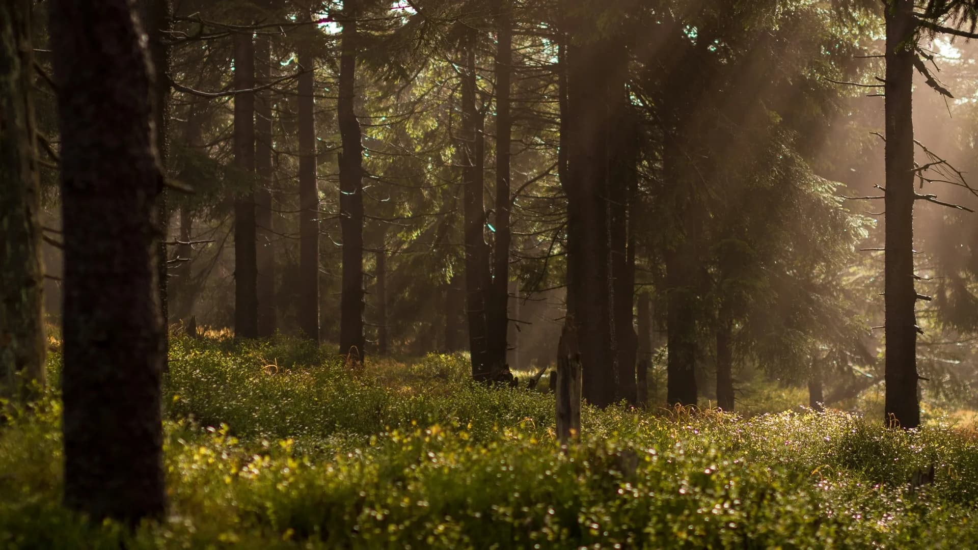 lukasz-szmigiel-2ShvY8Lf6l0-unsplash.webp