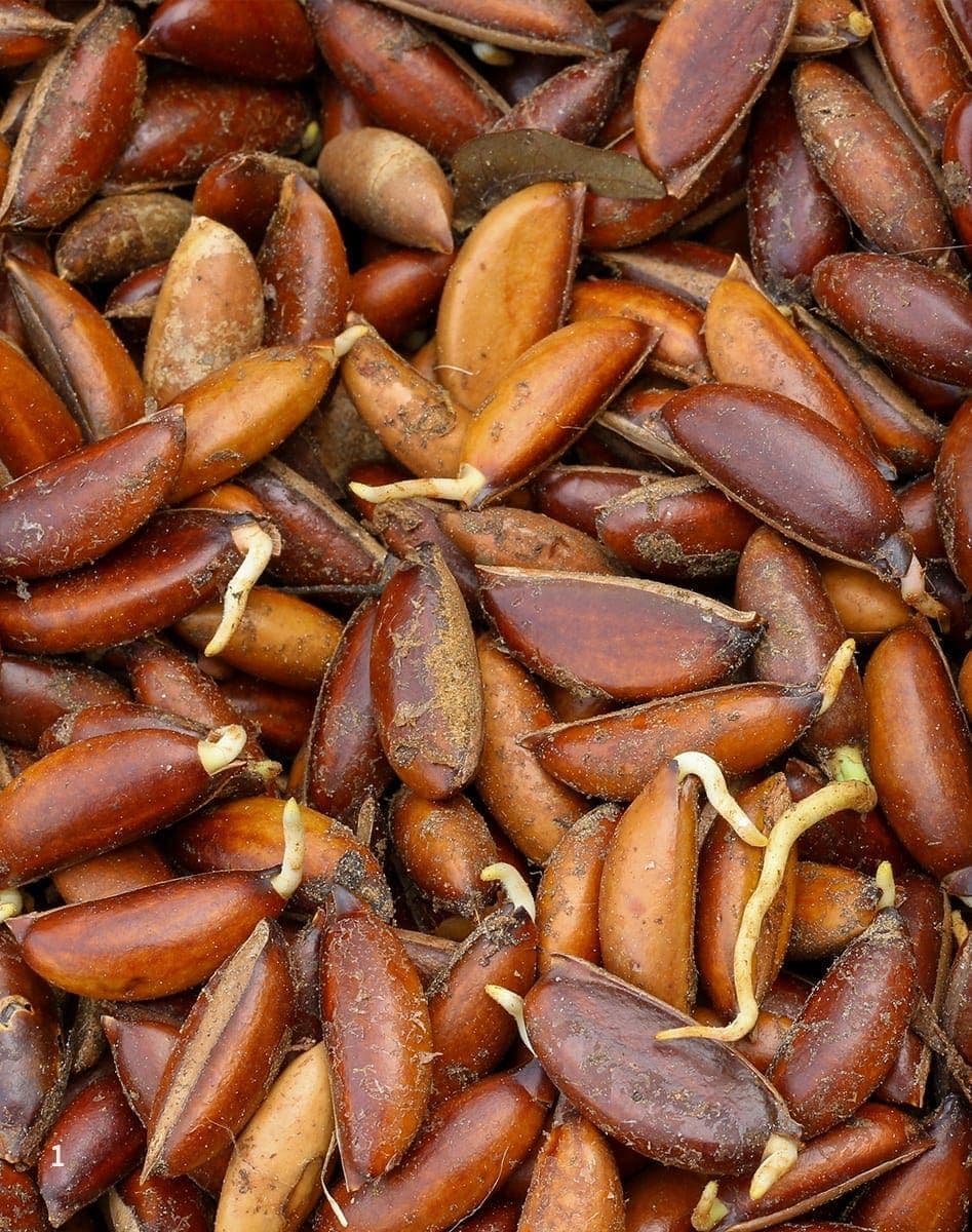 mahua-seed-close-up-dil-aro_shutterstock-1752475227873.jpg