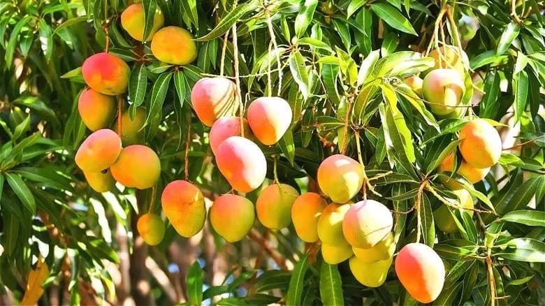 mango-reNature.webp