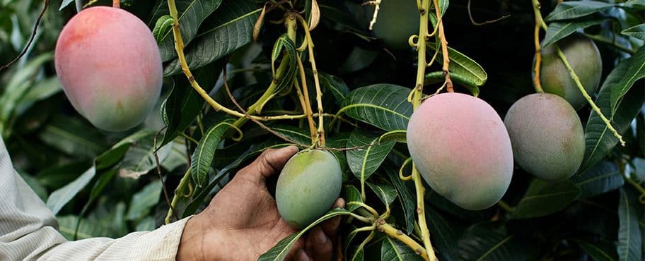 mango-tree-2.jpg
