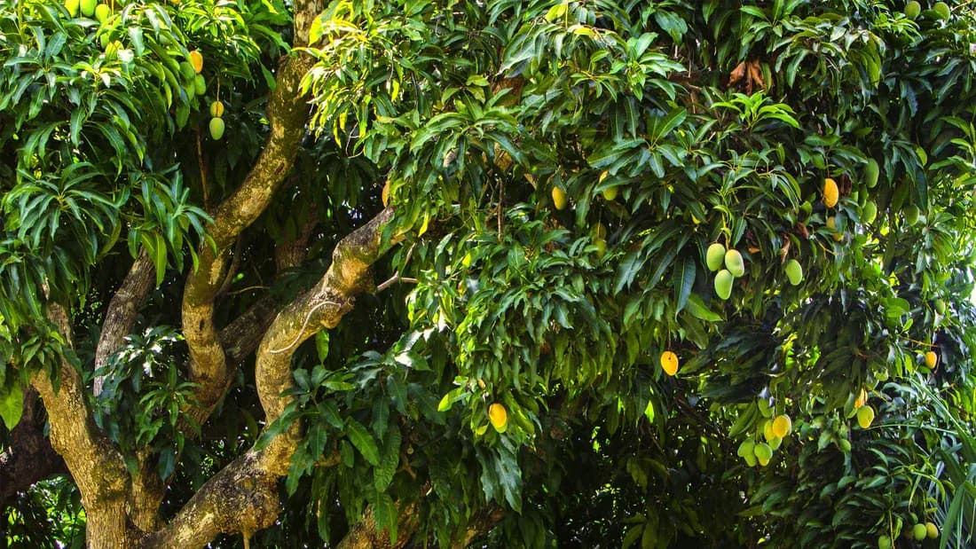 mango-tree-plantation-grow-billion-trees.webp