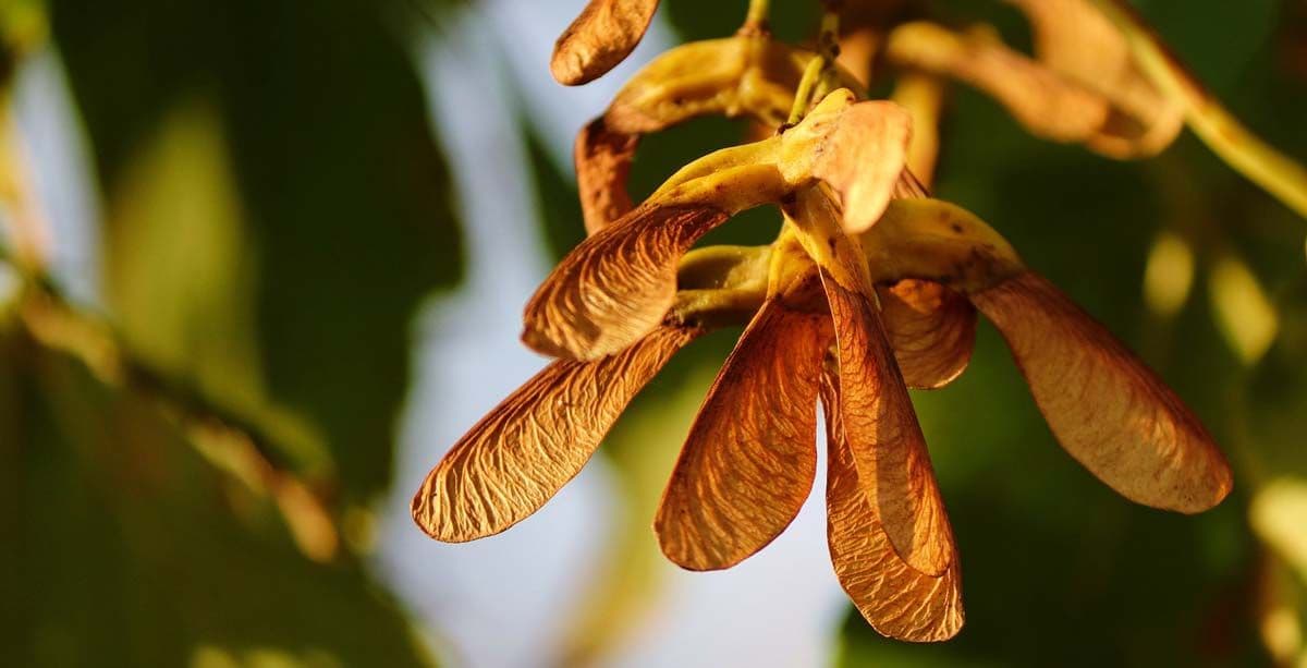 maple-seeds.jpg