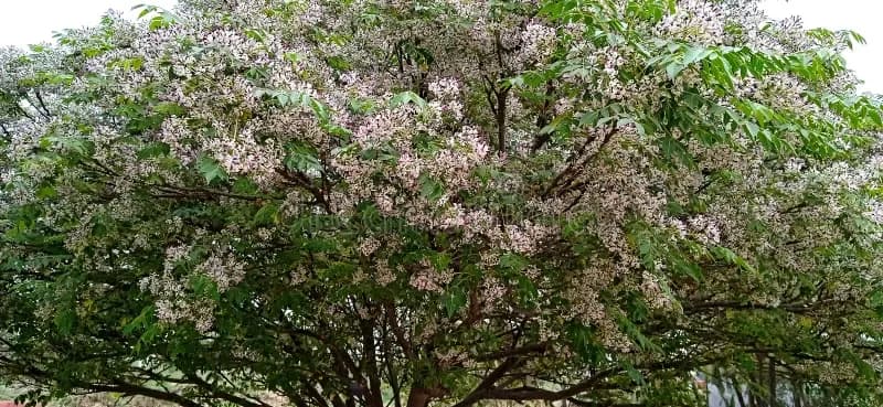 melia-azedarach-chinaberry-syring-berrytree-persian-lilac-neem-tree-stock-melia-azedarach-commonly-known-as-chinaberry-tree-277376009.webp