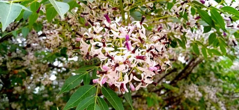 melia-azedarach-chinaberry-syring-berrytree-persian-lilac-tree-flowers-stock-melia-azedarach-commonly-known-as-chinaberry-tree-277376828.webp