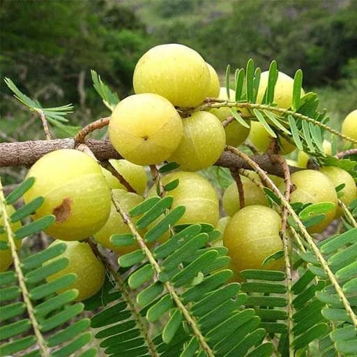 nurserylive-amla-tree-indian-gooseberry-big-fruit-grown-through-seeds-plant_512x512.webp