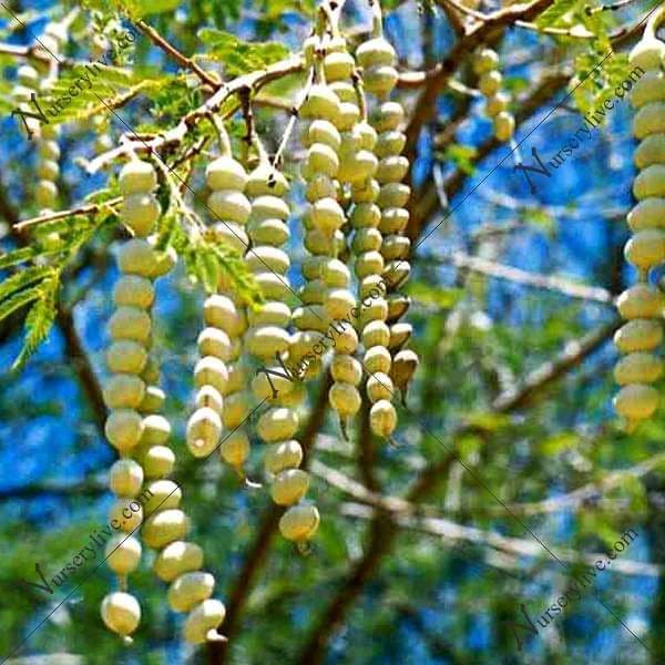 nurserylive-seeds-acacia-arabica-desi-babul-0-5-kg-seeds-16968546517132_600x.jpg