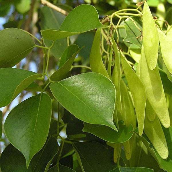nurserylive-seeds-dalbergia-sissoo-sheesham-0-5-kg-seeds-16968816492684.jpg