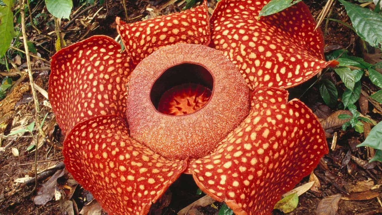 p014gztp.jpg