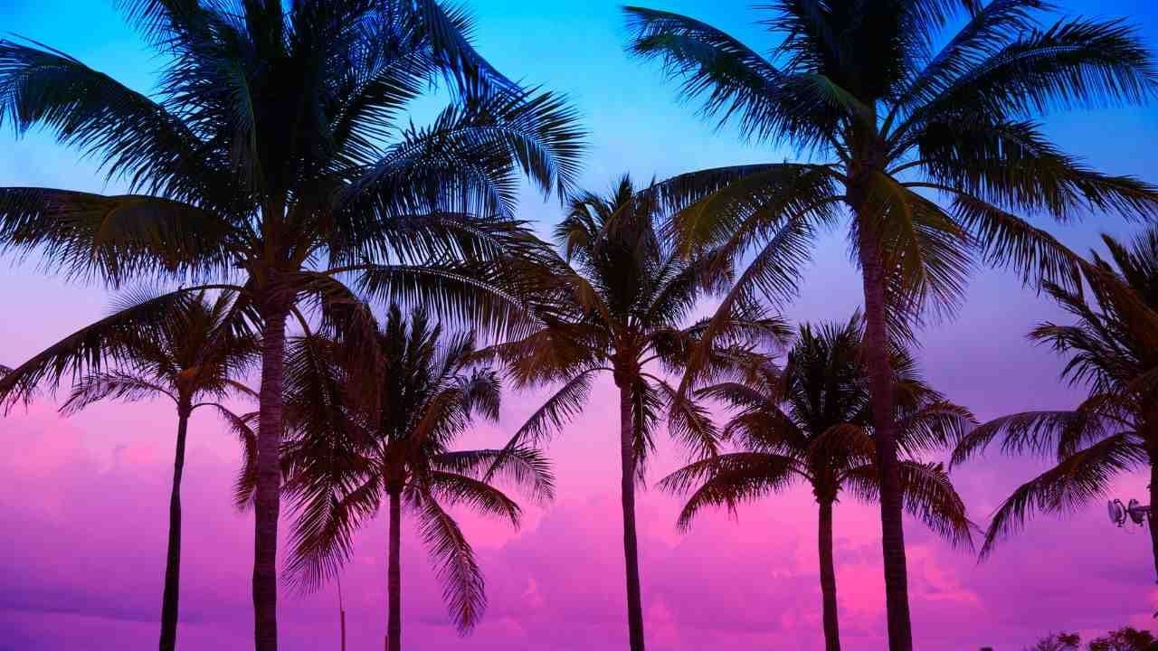 palm-trees.jpg