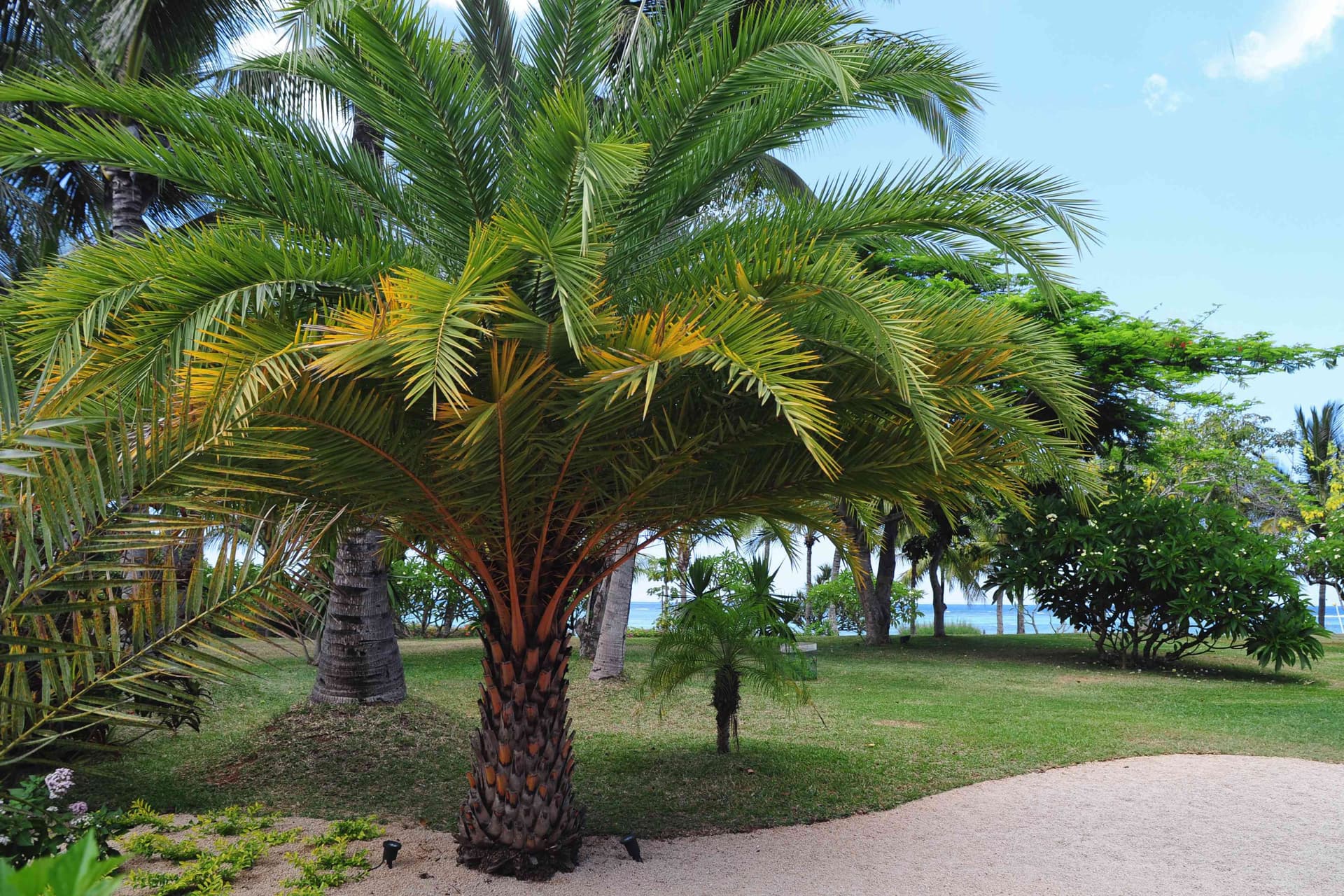 palm-trees-grow-billion-trees.jpg