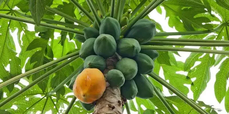 papaya-3.webp