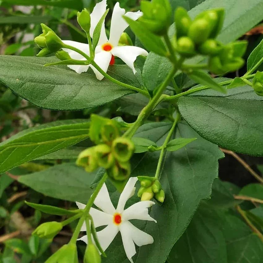 parijat-plant-in-vastu.webp
