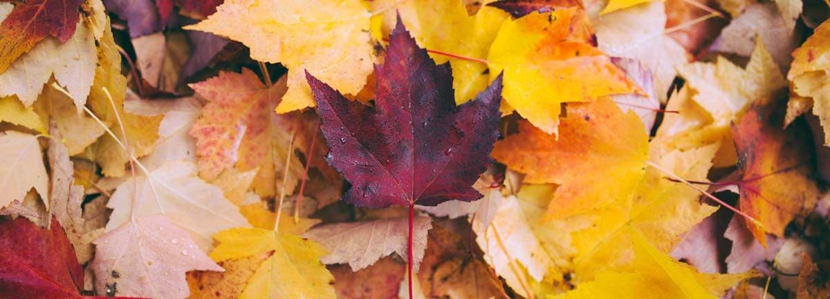 pile-of-maple-leaves.jpg
