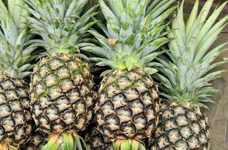 pineapple-cultivation.webp
