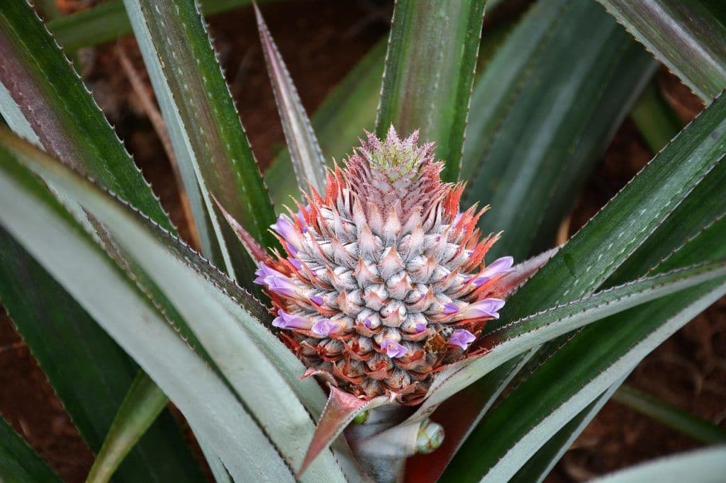 pineapple-plant-1047353_1280-1024x682.jpg