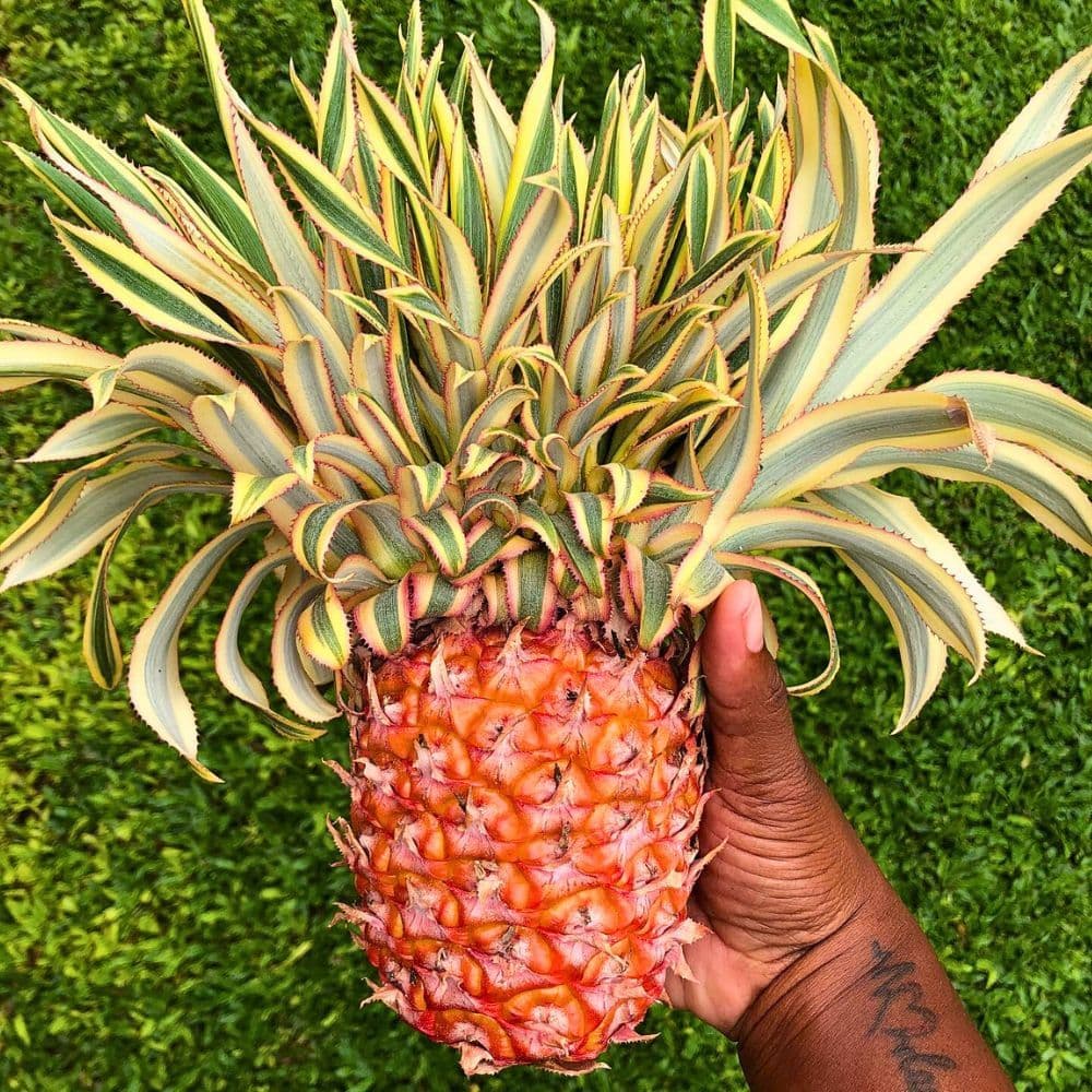 pineapple-plant-with-a-ripening-color.jpg