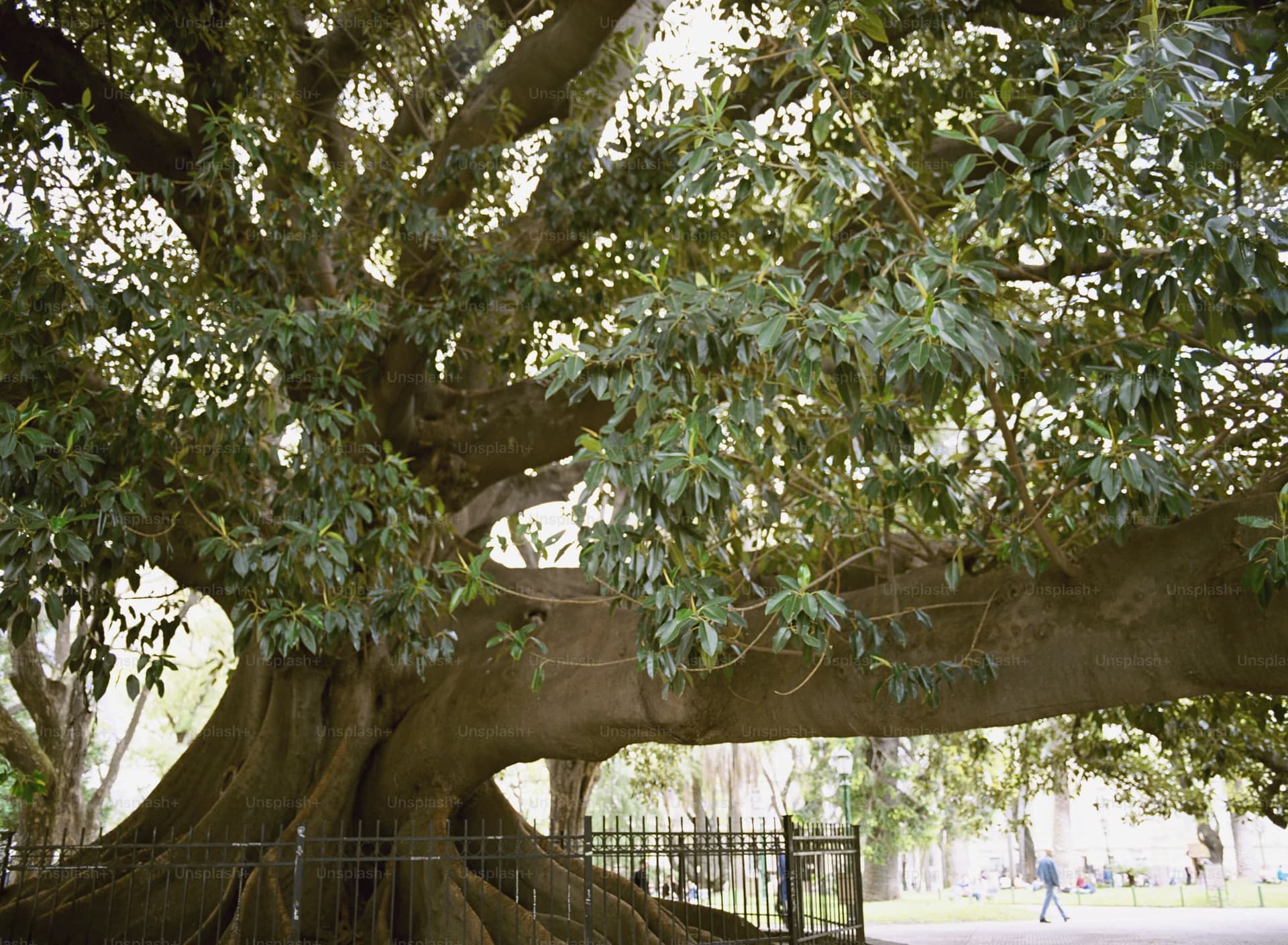 premium_photo-1694475368122-b8f3814fd885 (1).jpg