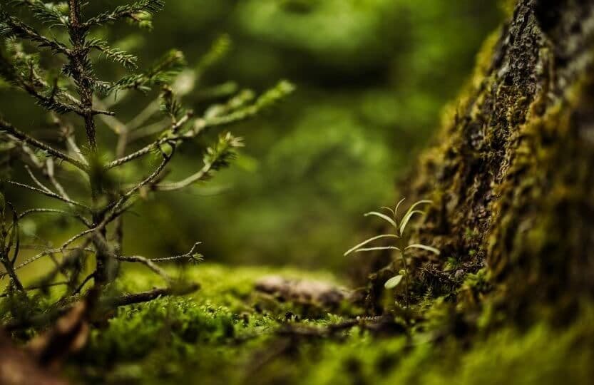 restoration forest.jpg