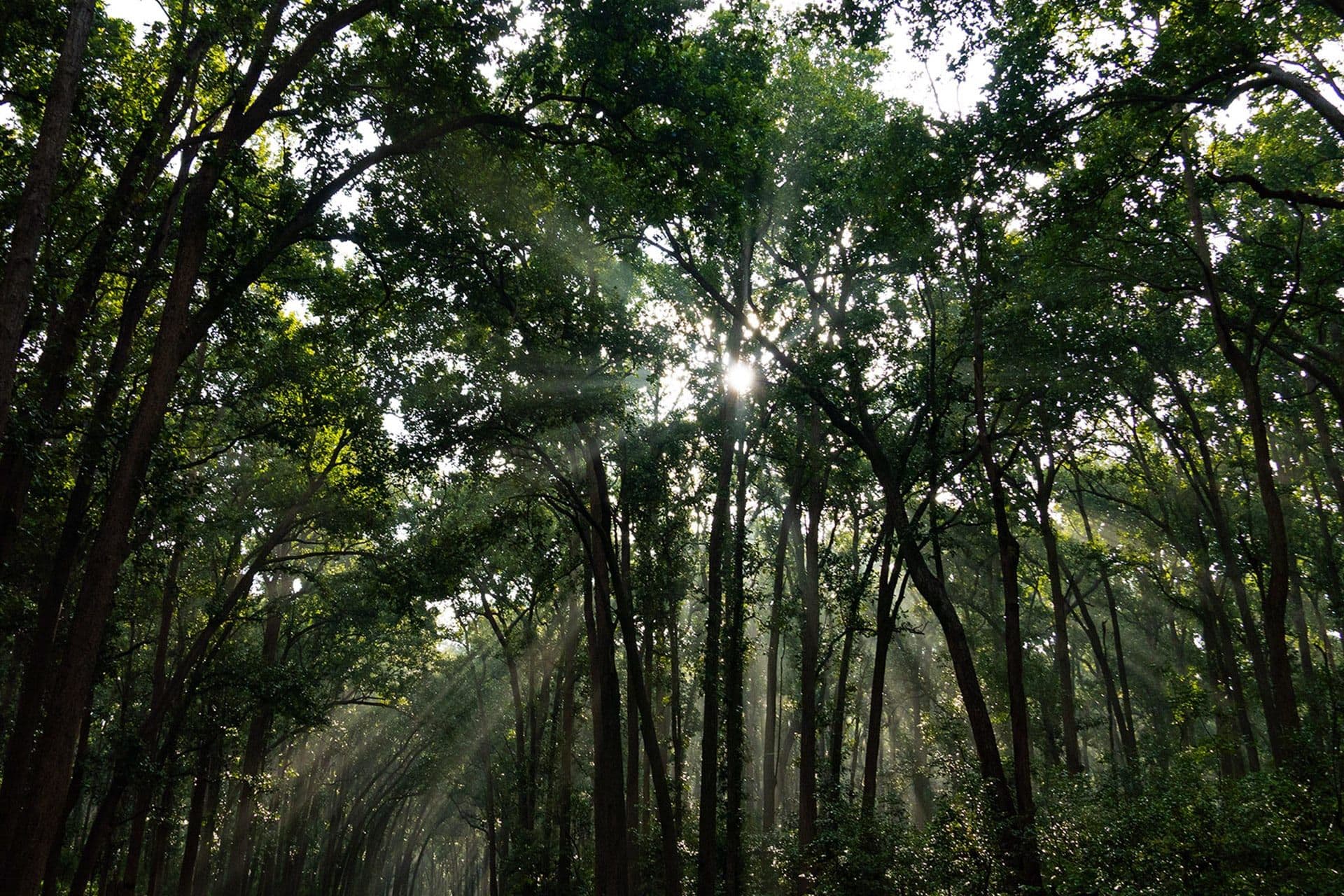 sal-forest-tyndall-effect-dhritiman-mukherjee_e43n77.jpg