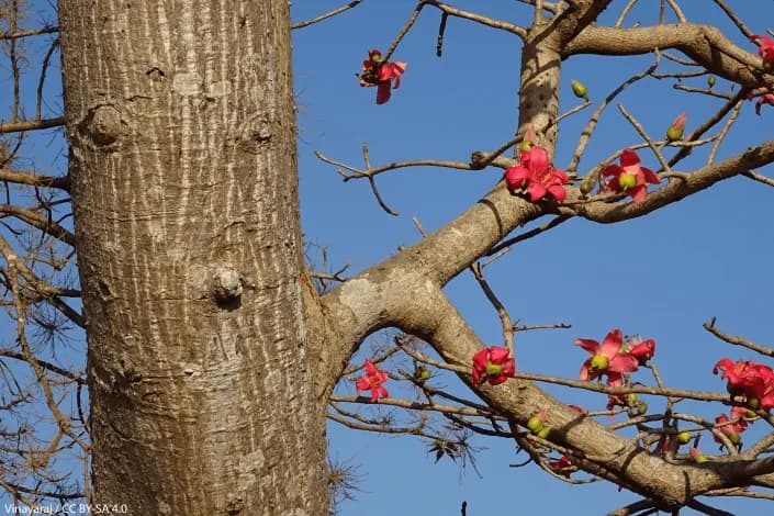 semal-bark-final-.webp