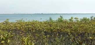 What is Afforestation