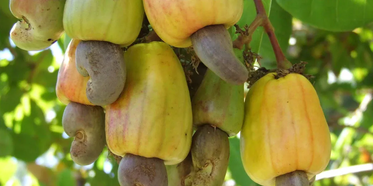 the-complete-guide-to-cashew-nut-tree-and-benefits-of-cashew-tree-planting-kadiyam-nursery_1200x600_crop_center.webp