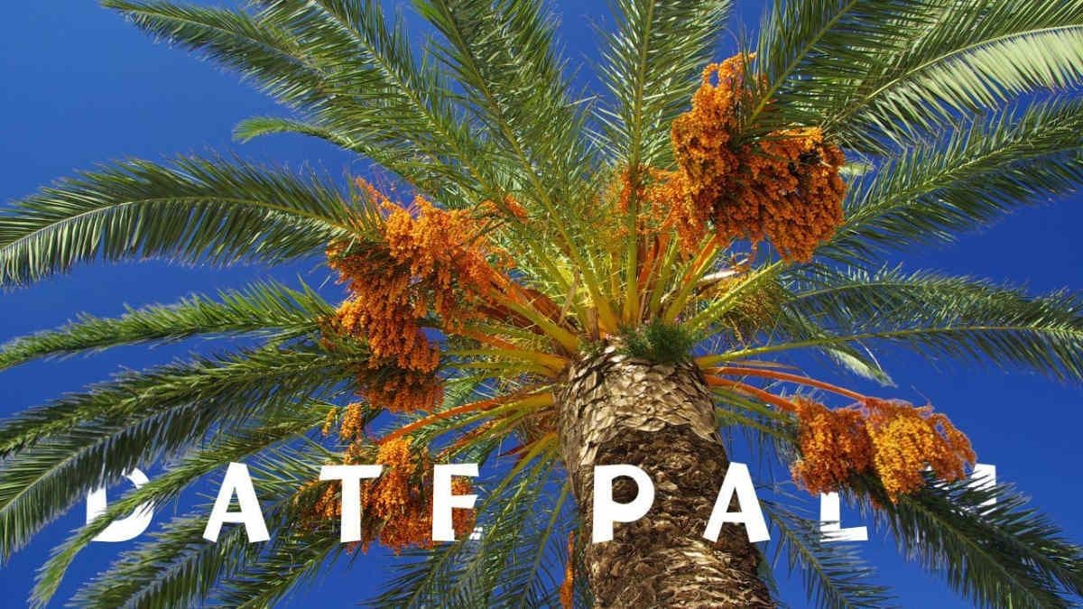 the-various-uses-of-date-palm-tree.jpg