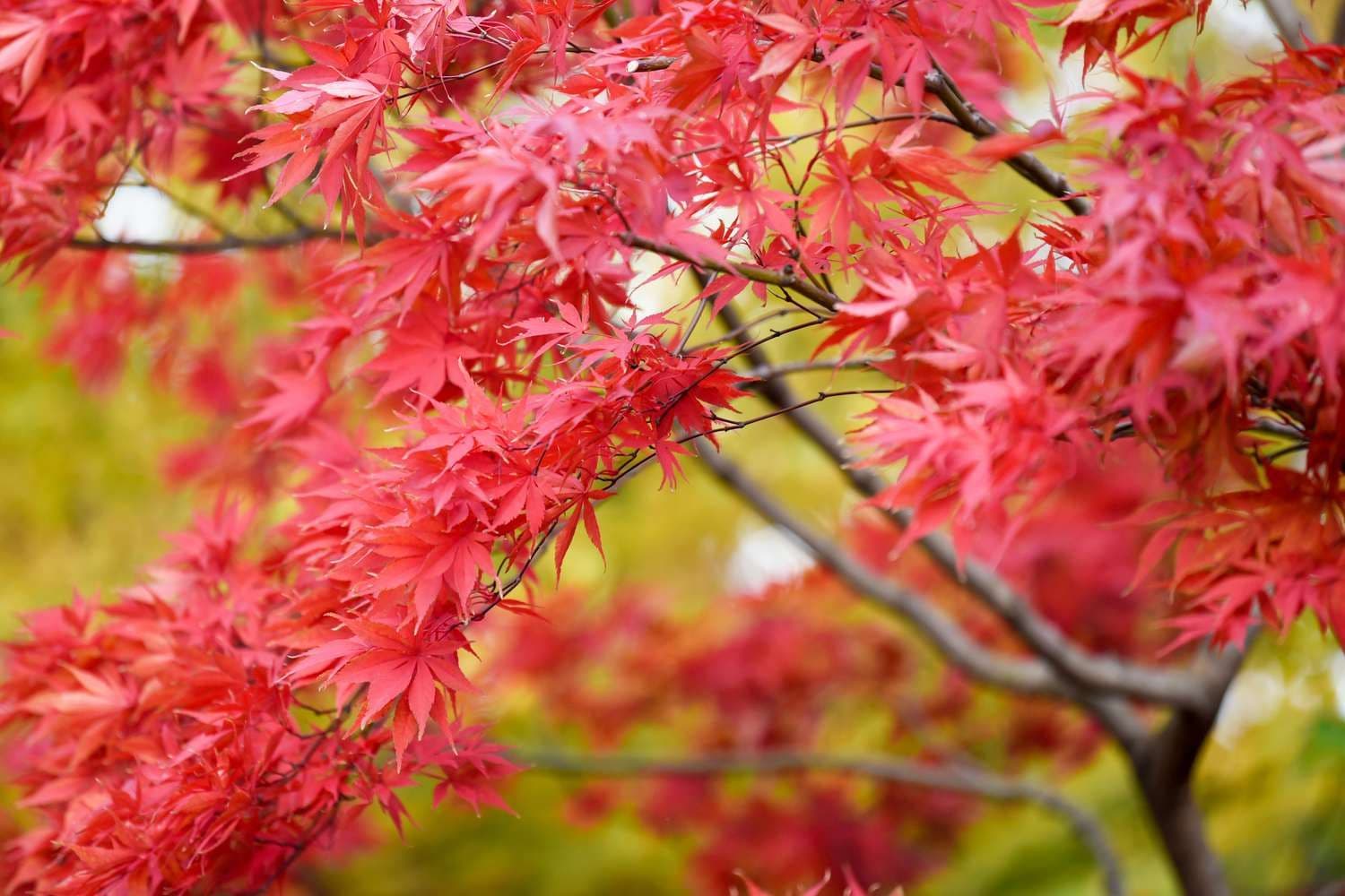 thirteen-species-of-maple-trees-3269671-05-f3ce040773f746e695f1655ae5e6816f.jpg
