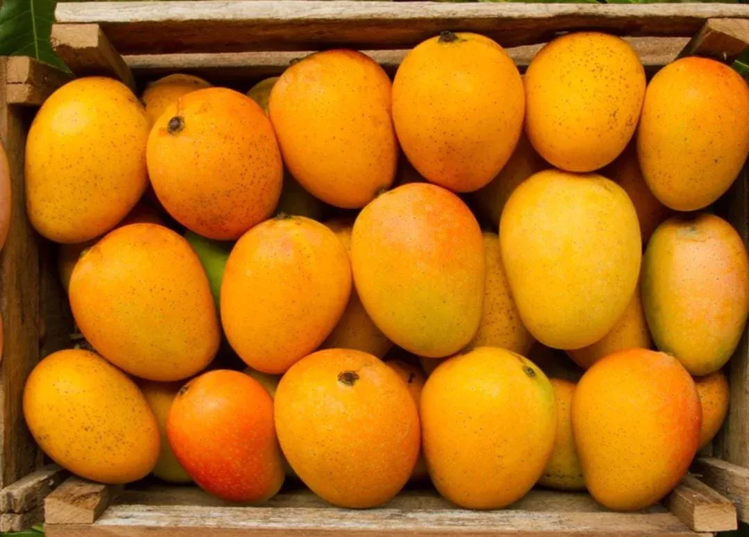 top-20-mango-varieties-in-india-ampndash-features-regions-and-prices-5173747.webp