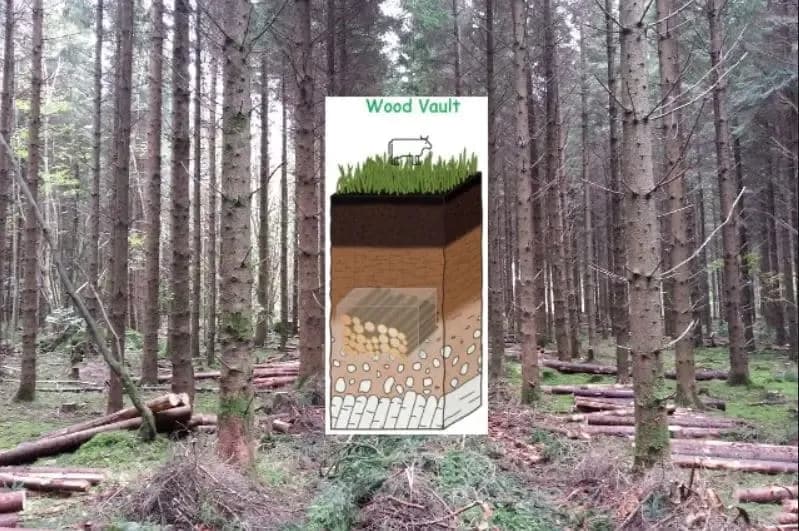 wood-vault-carbon-storage.webp